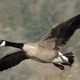 Illustration for article titled Goose Suddenly Realizes It Doesn’t Have To Honk Like An Idiot Entire Time It’s Flapping Wings